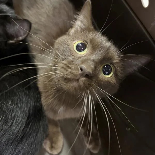 A young small-sized female Domestic Short Hair cat named Swiss Miss for adoption in Des Moines, IA