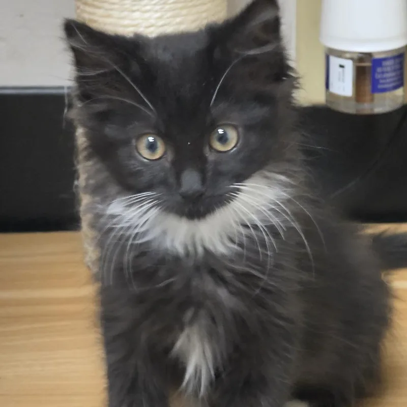 A baby small-sized female Domestic Medium Hair cat named Zoe for adoption in Pleasant Hill, CA