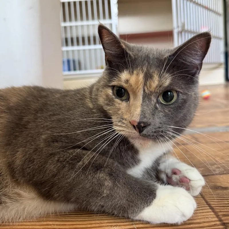 An adult large-sized female Tortoiseshell Domestic Short Hair cat named Dolly for adoption in Calverton, NY