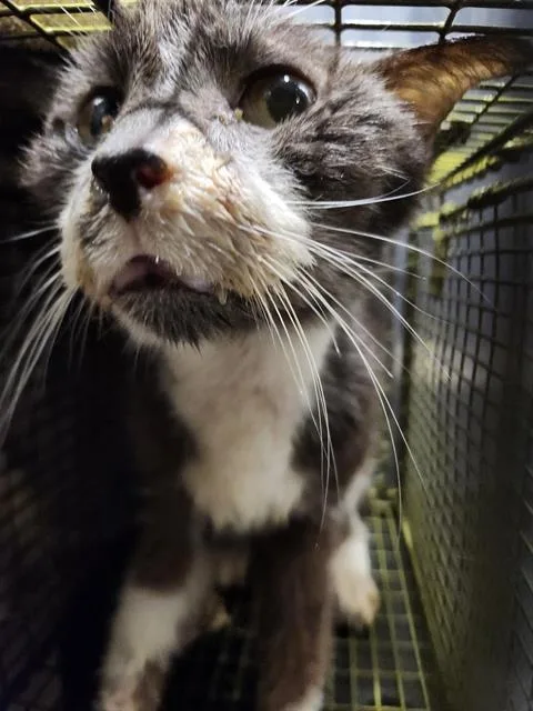 A young large-sized male Domestic Short Hair cat named Sammy for adoption in San Antonio, TX