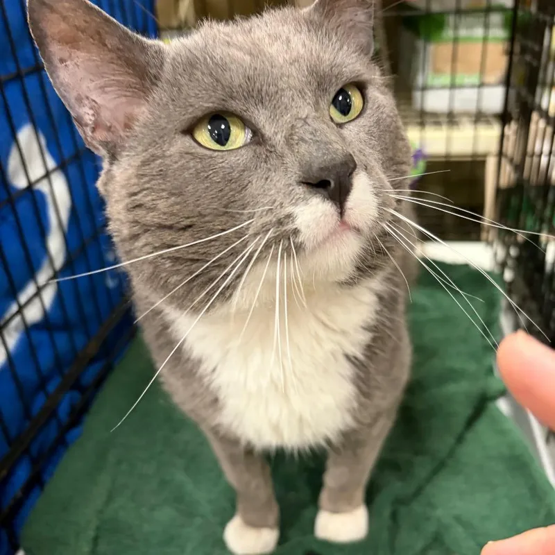 An adult small-sized male Gray / Blue / Silver Domestic Short Hair cat named Festus for adoption in Rochester, MN