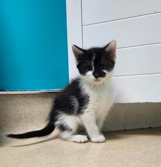 A baby medium-sized male Black & White / Tuxedo Domestic Short Hair cat named Sterling for adoption in Reynoldsburg, OH