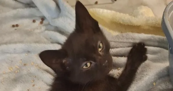 A baby small-sized male Black Domestic Short Hair cat named Bumper Car P. for adoption in Peoria, IL