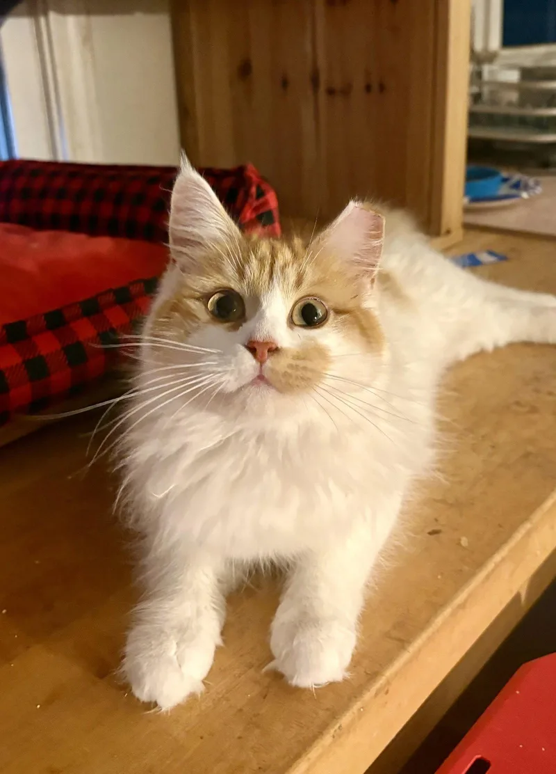 Princess Floof thumbnail 3