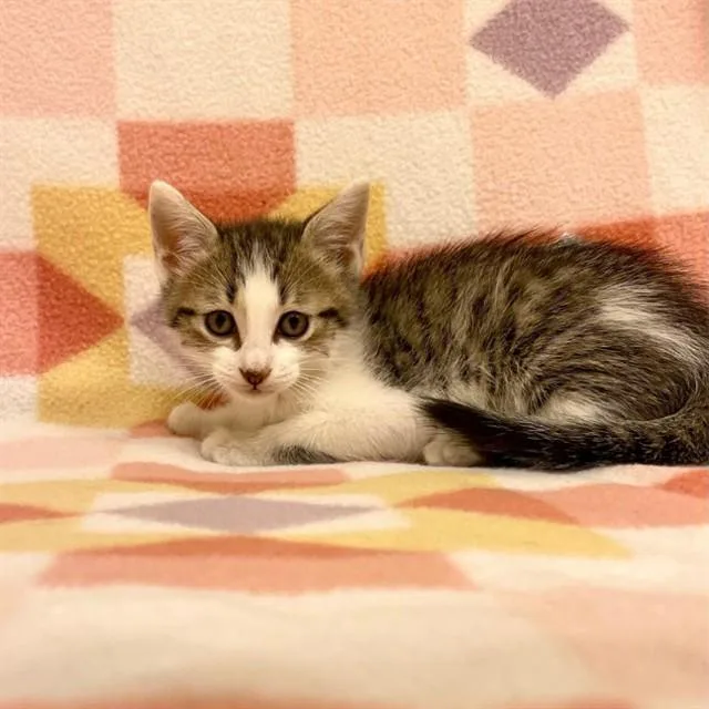 A baby small-sized male Domestic Short Hair cat named Tumble for adoption in Tallahassee, FL