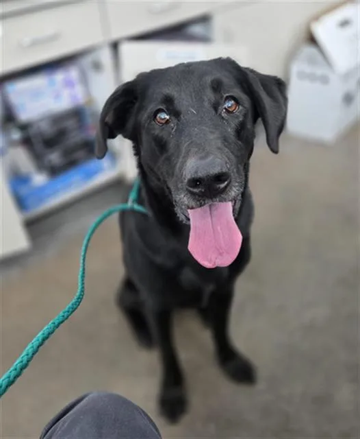 An adult large-sized male Mixed Breed dog named Murphy for adoption in Dallas, TX