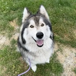 An adult large-sized male Alaskan Malamute dog named Rhysand for adoption in Worcester, MA
