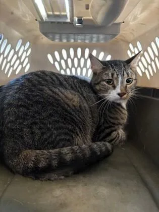 An adult large-sized male Domestic Short Hair cat named Big Max for adoption in Port Allen, LA