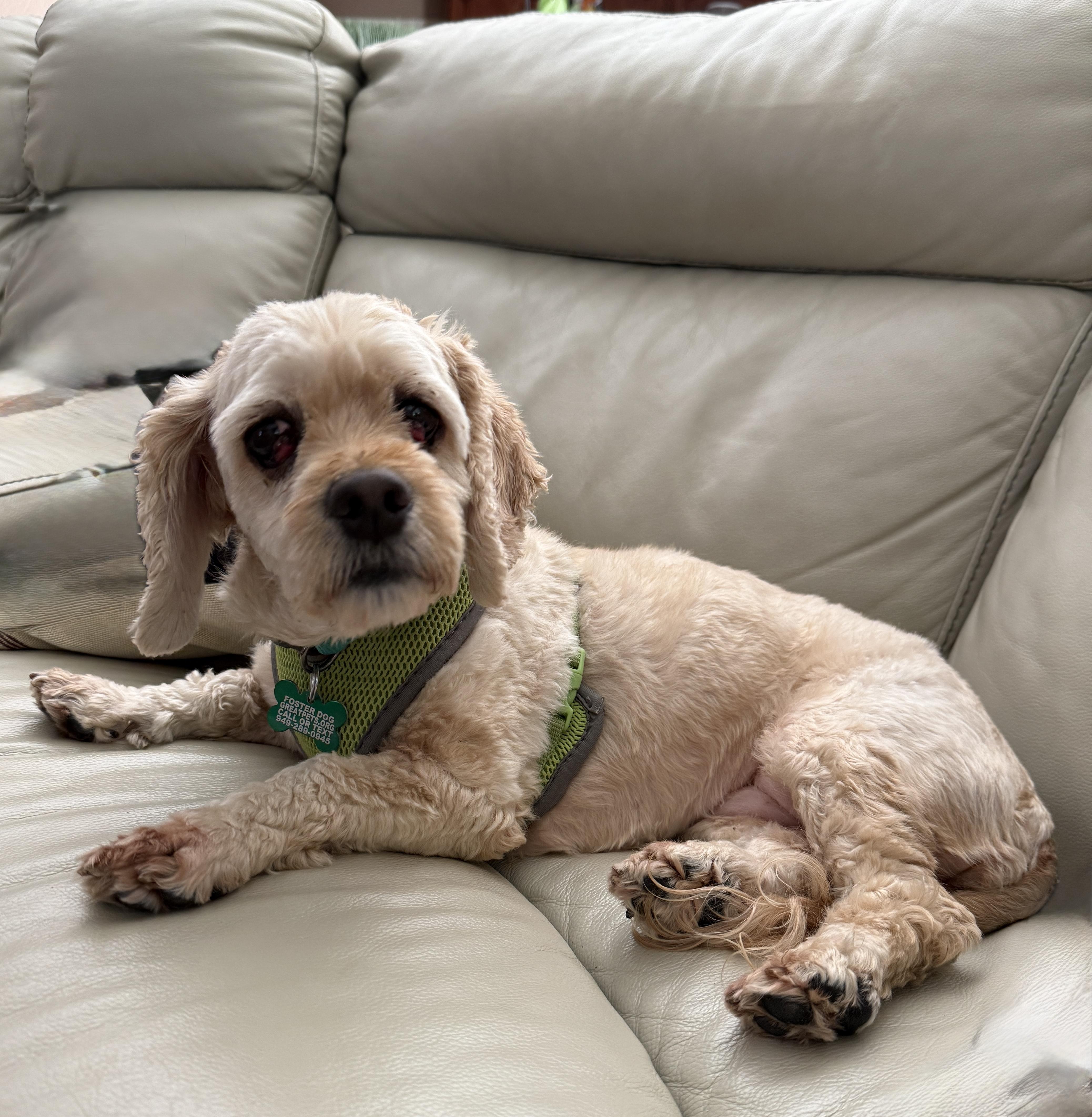 A senior small-sized female Yellow / Tan / Blond / Fawn Cocker Spaniel dog named Violet for adoption in Mission Viejo, CA