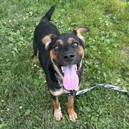 A young medium-sized male Bicolor Mixed Breed dog named Zeus for adoption in Lansing, MI