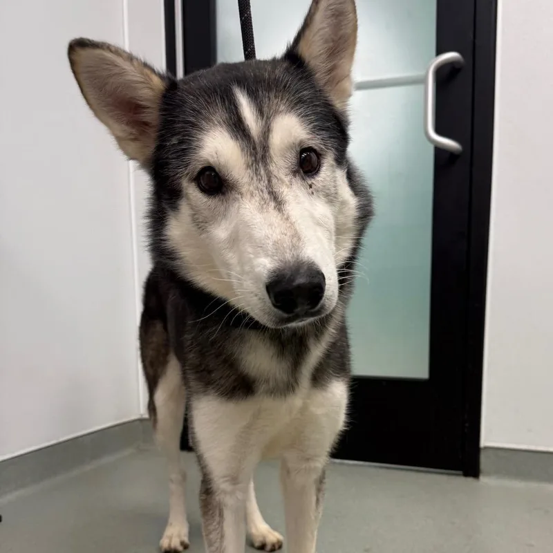 A senior medium-sized male Husky dog named Zeke for adoption in Abilene, TX