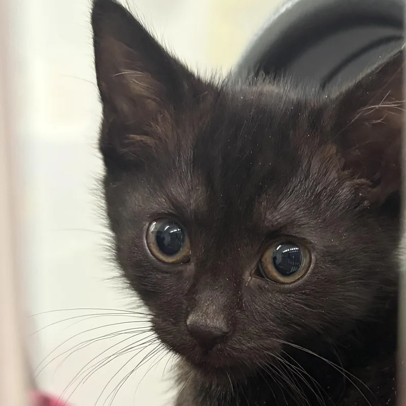 A baby medium-sized female Black Domestic Short Hair cat named Onyx for adoption in Southold, NY