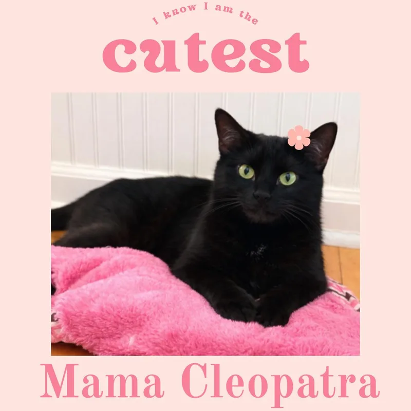 A young medium-sized female Black Domestic Short Hair cat named Cleopatra for adoption in Bronx, NY