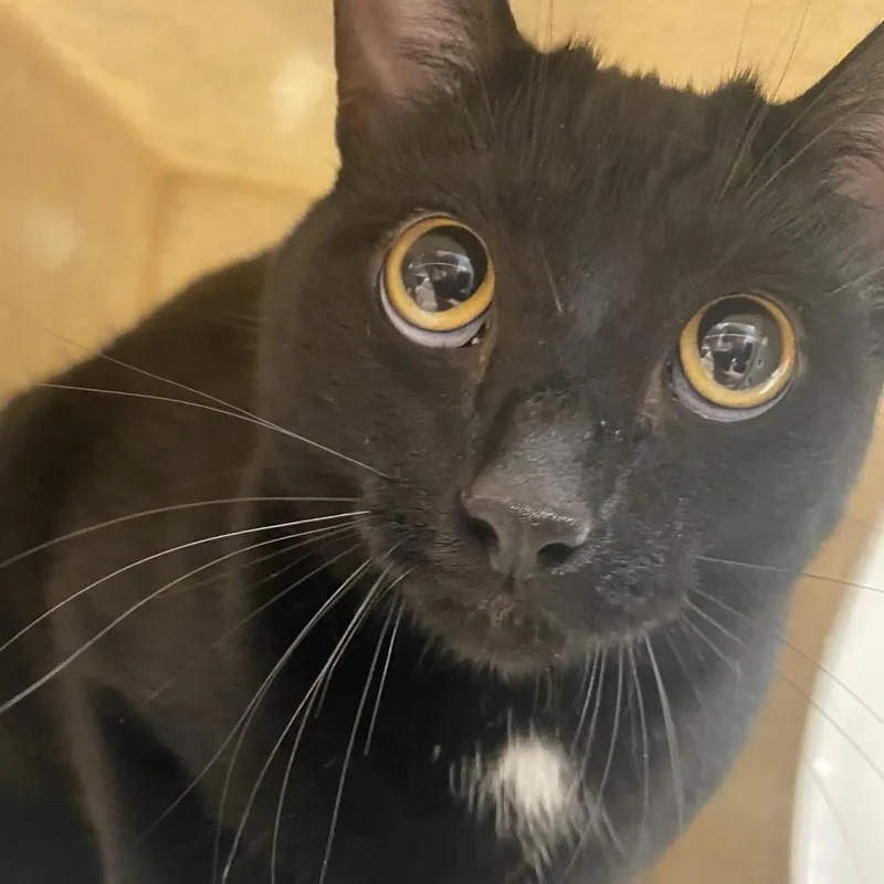 Salem