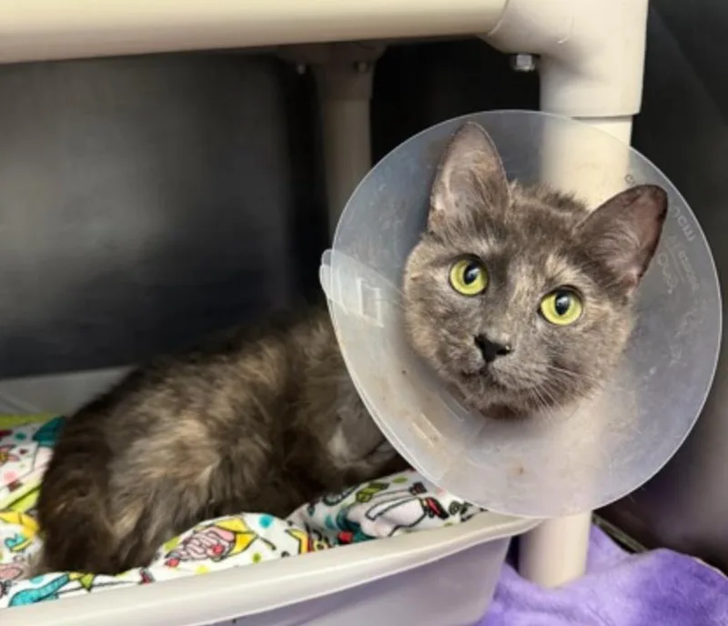 An adult medium-sized female Gray / Blue / Silver Domestic Short Hair cat named Spud Mckensie for adoption in Marshall, NC