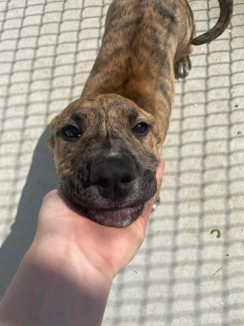 A baby large-sized male Brindle Mixed Breed dog named Ted for adoption in Kalamazoo, MI