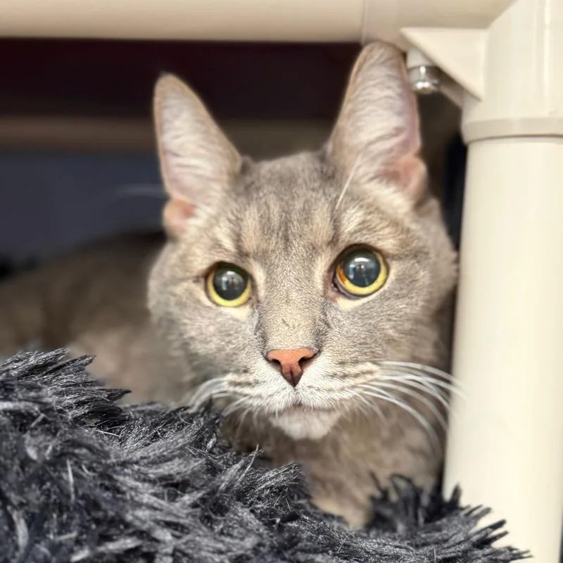 A senior large-sized male Domestic Medium Hair cat named Lucky for adoption in Perkiomenville, PA