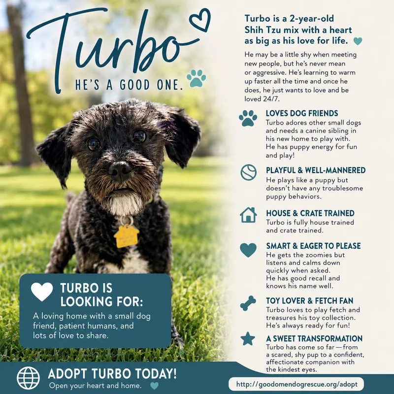 A young small-sized male Black Shih Tzu dog named Turbo for adoption