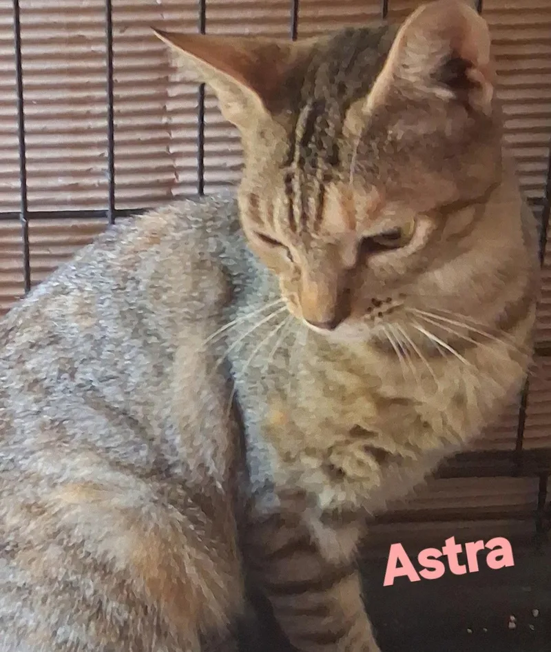A young medium-sized female Domestic Short Hair cat named Astra for adoption in Longwood, FL