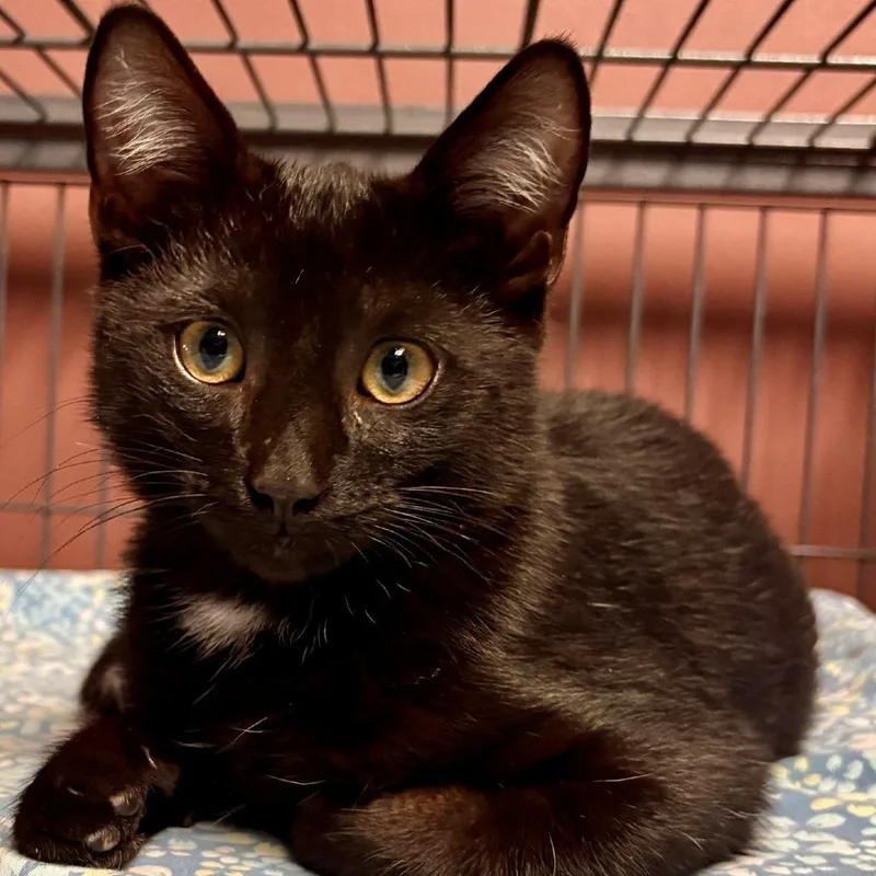 A baby small-sized male Black Domestic Short Hair cat named Mochi for adoption in Monticello, IL