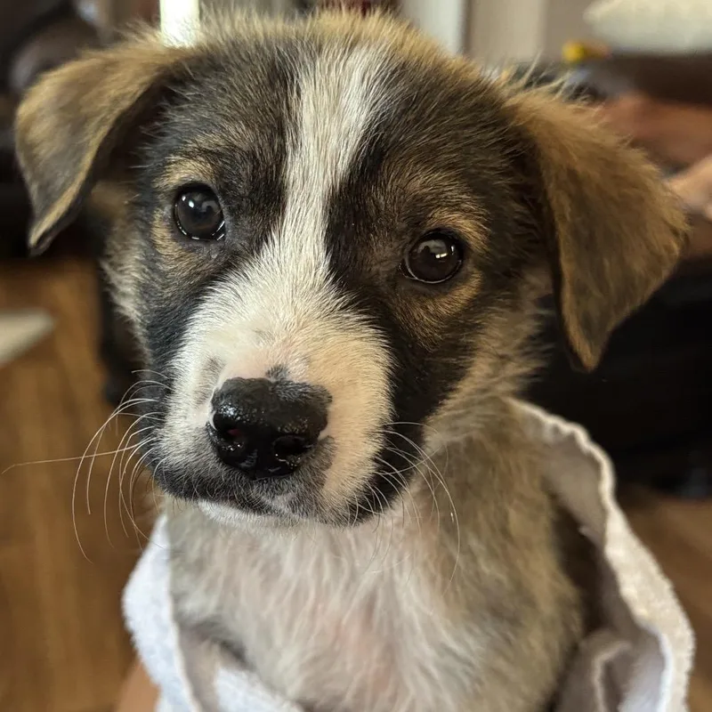 A baby small-sized male Yellow / Tan / Blond / Fawn Mixed Breed dog named Tiramisu for adoption in Buffalo, MN
