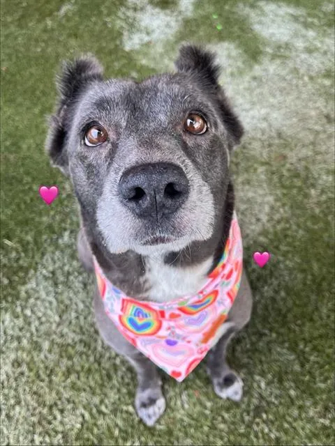 An adult medium-sized female Terrier dog named Sassy for adoption in Miami, FL