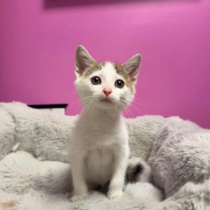 A baby small-sized male Buff & White Domestic Short Hair cat named Cuddles for adoption in Baton Rouge, LA