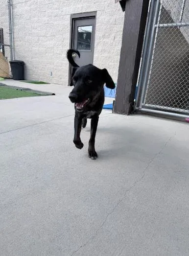A young medium-sized female Australian Cattle Dog / Blue Heeler dog named Penny for adoption in Steamboat Springs, CO