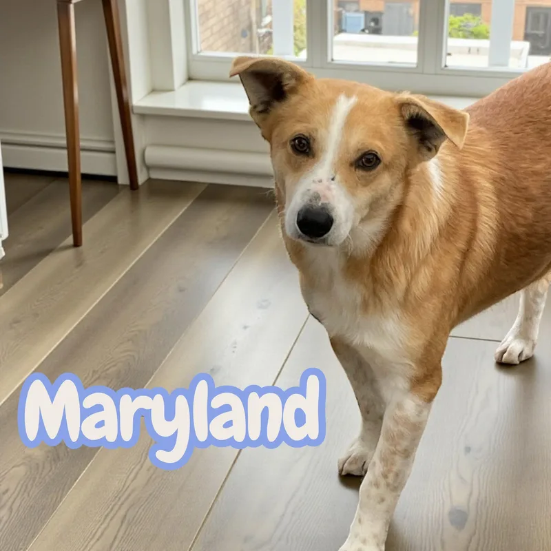 An adult medium-sized male Apricot / Beige Terrier dog named Maryland crate for adoption in Chuckey, TN