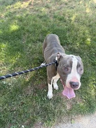 An adult medium-sized female Pit Bull Terrier dog named Zelda for adoption in West Chester, PA