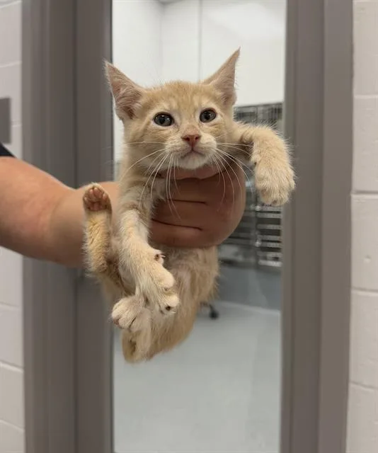 A baby small-sized male Domestic Short Hair cat named Peachey for adoption in Indianapolis, IN