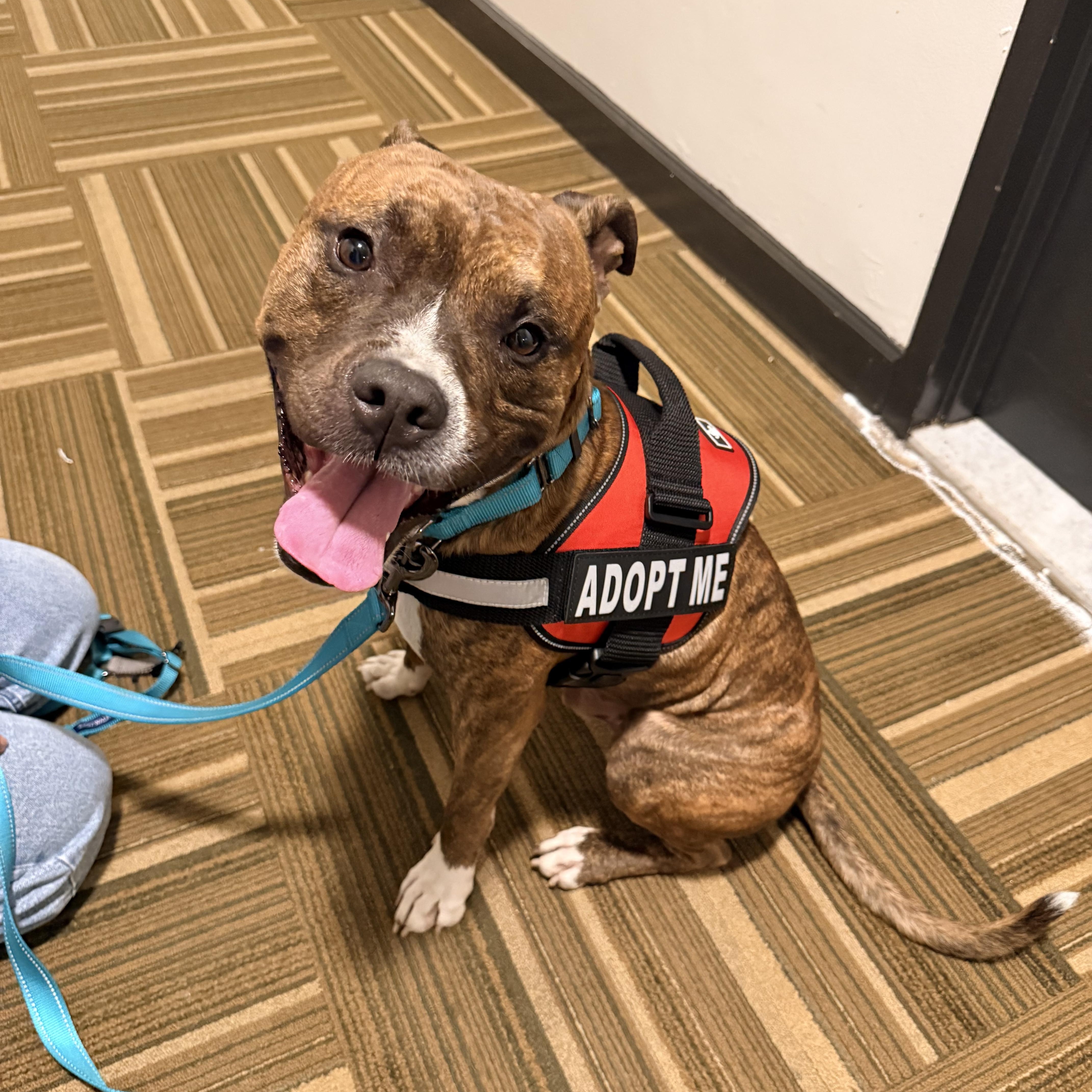 An adult medium-sized male Brindle Pit Bull Terrier dog named Denver for adoption in Newark, NJ