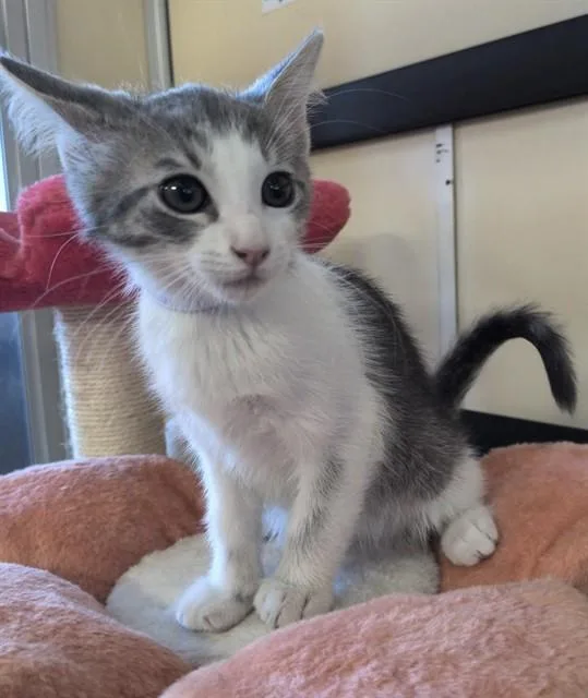 A baby medium-sized female Domestic Short Hair cat named Jinx for adoption in Lancaster, CA