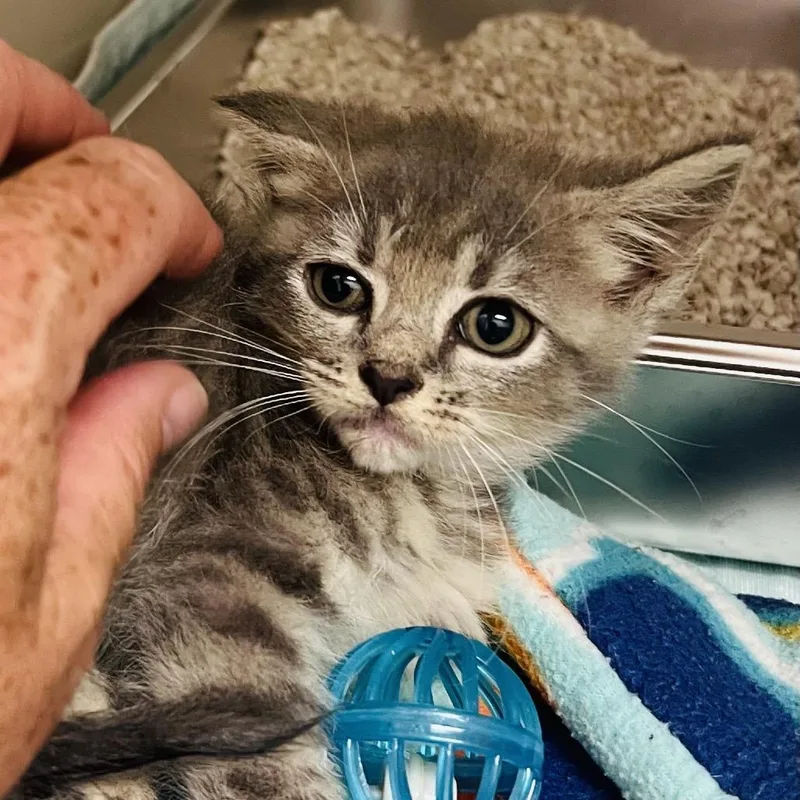 A baby small-sized female Gray / Blue / Silver Domestic Short Hair cat named Banshee for adoption in Caryville, TN
