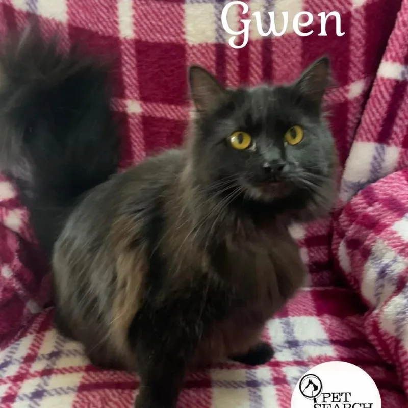 Gwen