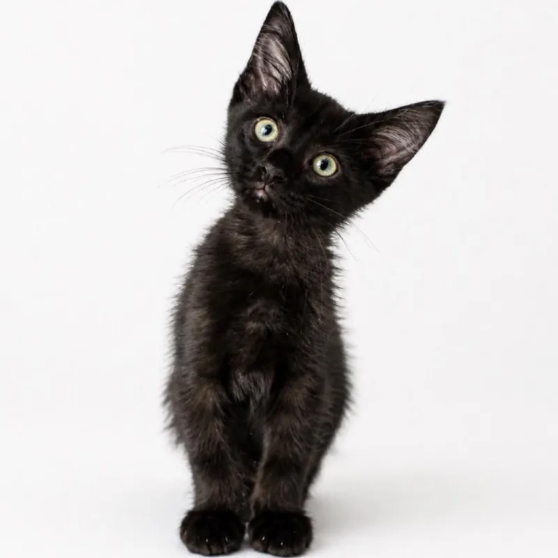 A young medium-sized male Black Domestic Short Hair cat named Pythagoras for adoption in miami, FL