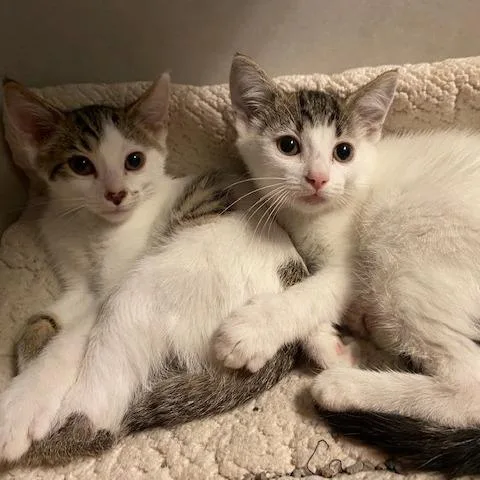 A baby small-sized female White Domestic Short Hair cat named Star for adoption in Dayton, OH