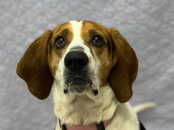 An adult large-sized female Treeing Walker Coonhound dog named Rita for adoption in Portland, OR