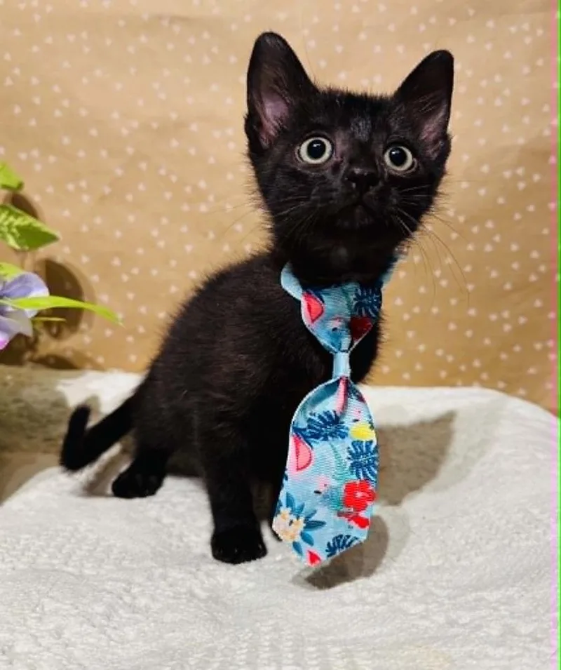 A baby small-sized male Black Domestic Short Hair cat named Linus for adoption in Groveland, MA