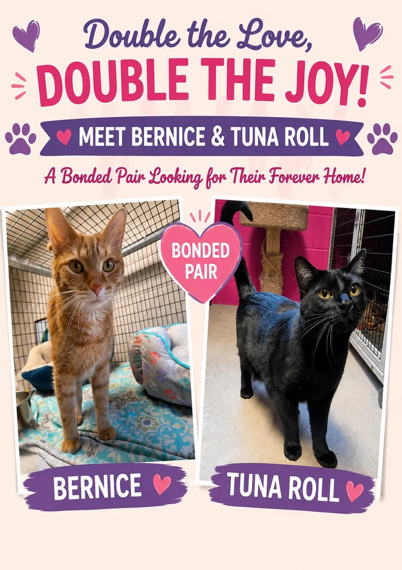 An adult large-sized female Black Domestic Short Hair cat named Bernice & Tuna Roll for adoption in Chilton, WI