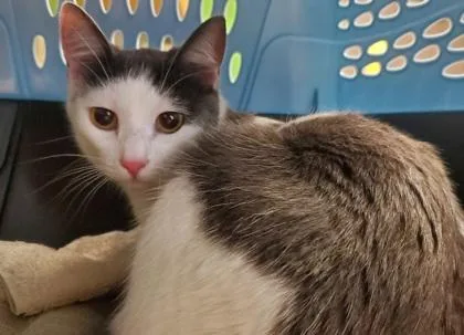 An adult large-sized female Domestic Short Hair cat named Arwen for adoption in Kansas City, MO