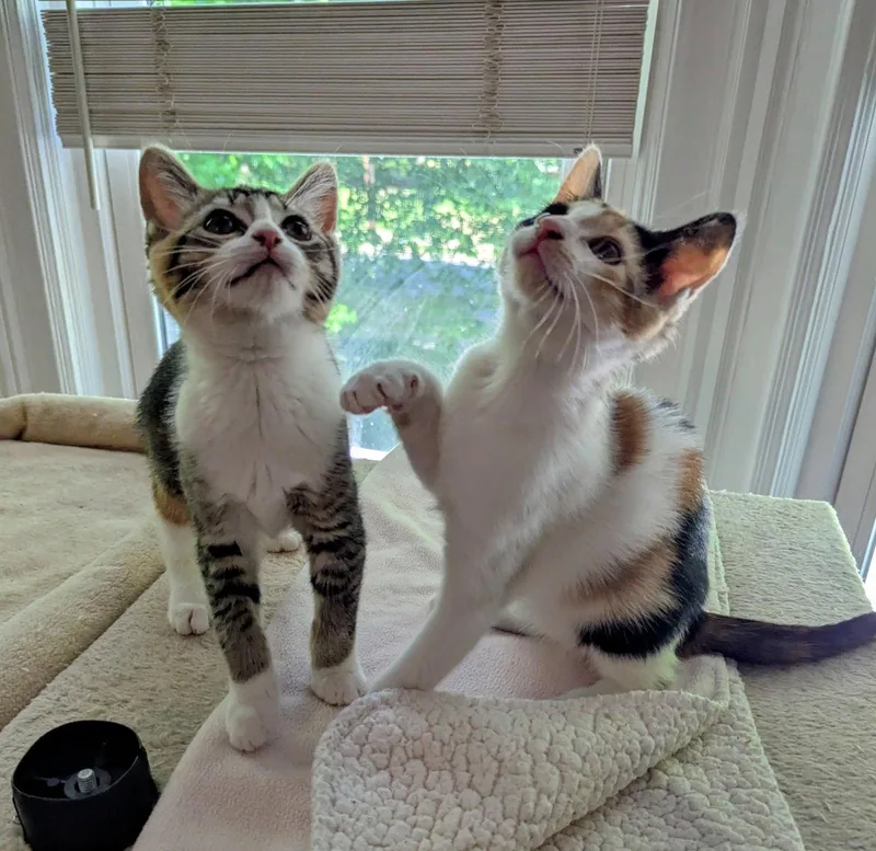 A baby medium-sized female Domestic Short Hair cat named Jazmine for adoption in Trenton, NJ
