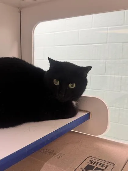 An adult medium-sized female Domestic Short Hair cat named Mamie for adoption in Vero Beach, FL