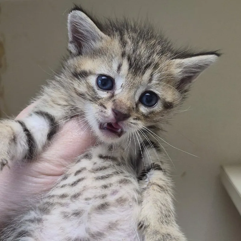 A baby small-sized male Brown / Chocolate Domestic Short Hair cat named Water for adoption in Cleveland, MS