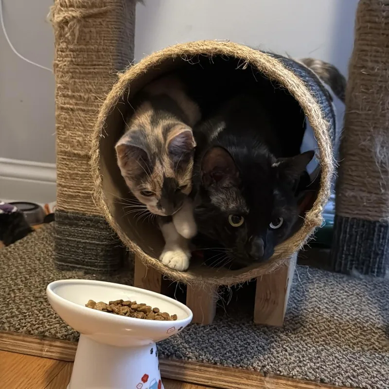 An adult medium-sized female Calico Domestic Short Hair cat named Acacia for adoption in Evanston, IL