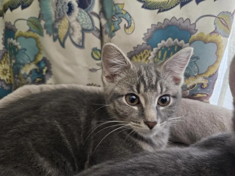 Claddagh thumbnail 2