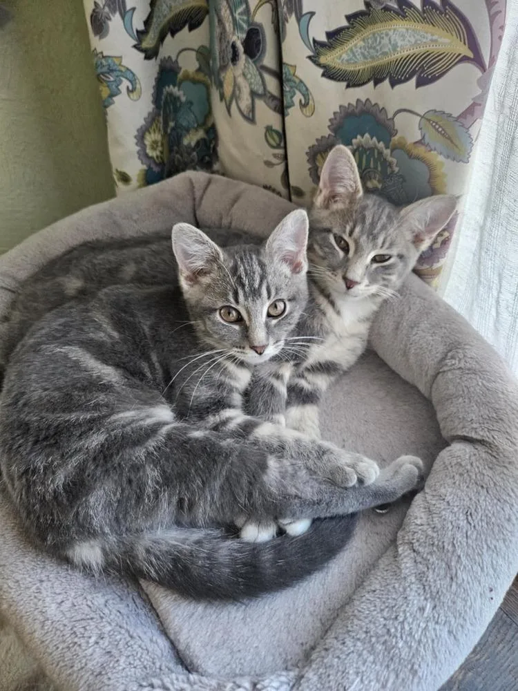 Claddagh thumbnail 3