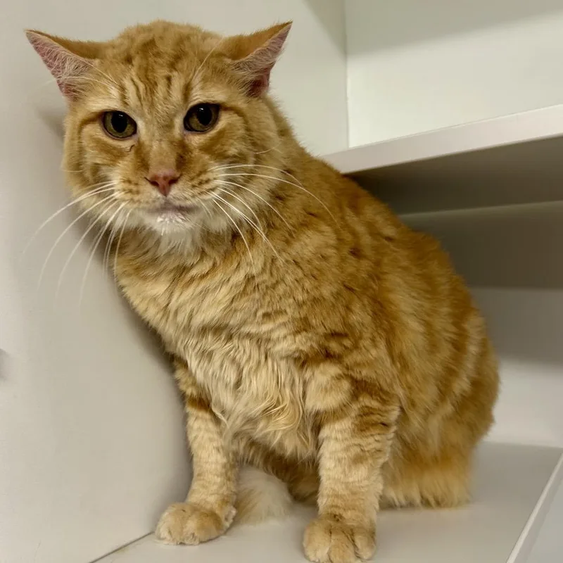 A senior large-sized male Orange / Red Domestic Short Hair cat named Ritz for adoption in St Joseph, MO