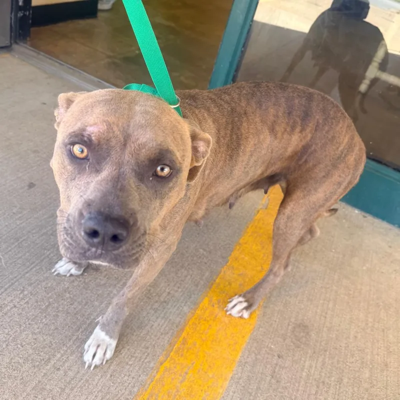 An adult medium-sized female Mixed Breed dog named Pebbles for adoption in Corinth, MS