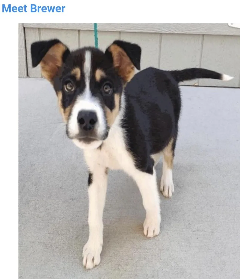 A baby medium-sized male Siberian Husky dog named Brewer for adoption in Salt Lake City, UT